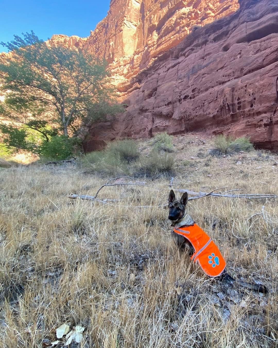 Blaze Orange Dog Vest. Reflective High Visibility in Hunting & Wooded Areas - Image 8