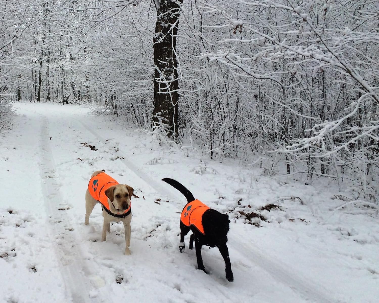 Blaze Orange Dog Vest. Reflective High Visibility in Hunting & Wooded Areas - Image 9