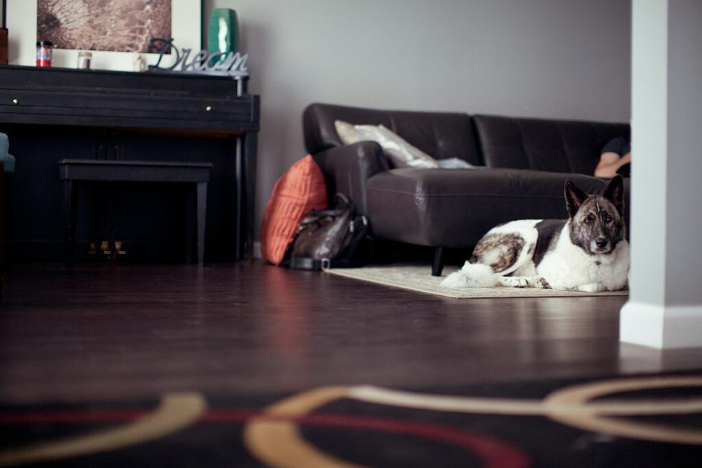 Practical Pet Care Tips for Happier Dogs and Cats