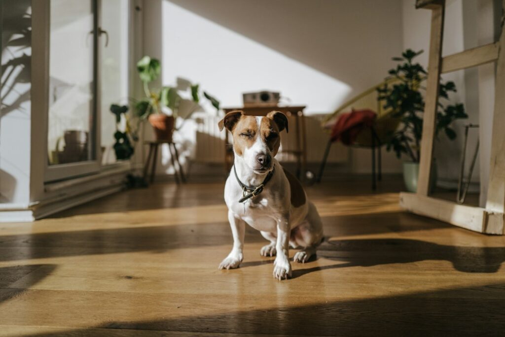 Easy Ways to Keep Your Pet Active and Entertained Indoors